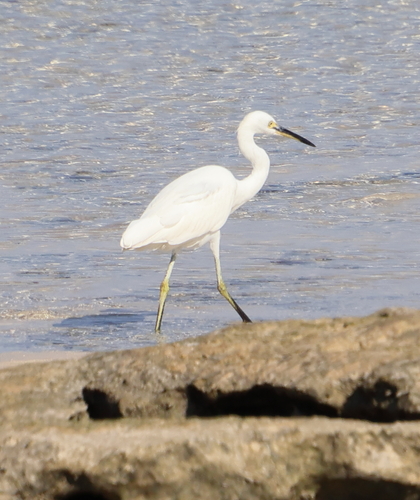 iNaturalist image