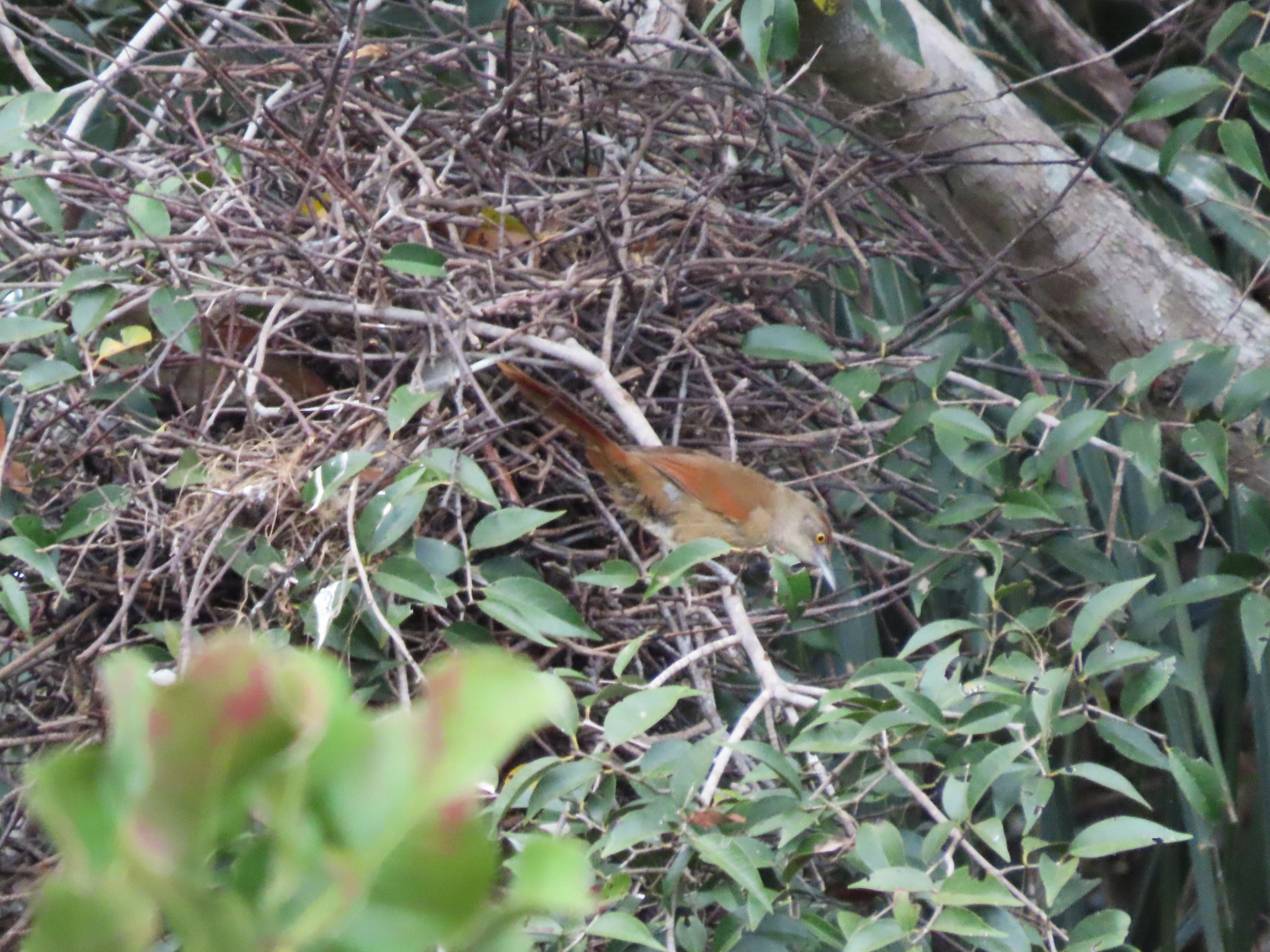 Greater Thornbird (Phacellodomus ruber), photo 7