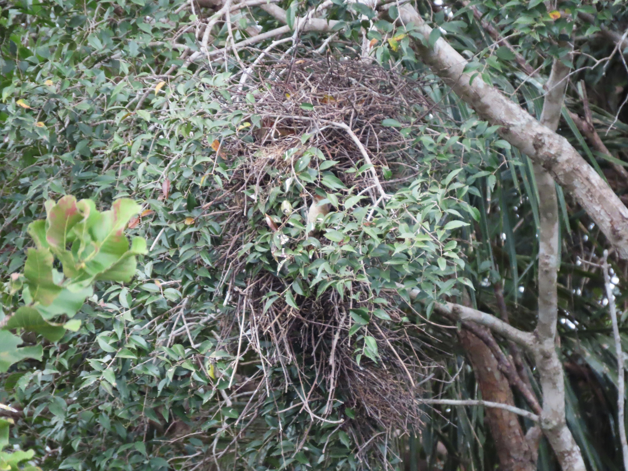 Greater Thornbird (Phacellodomus ruber), photo 8