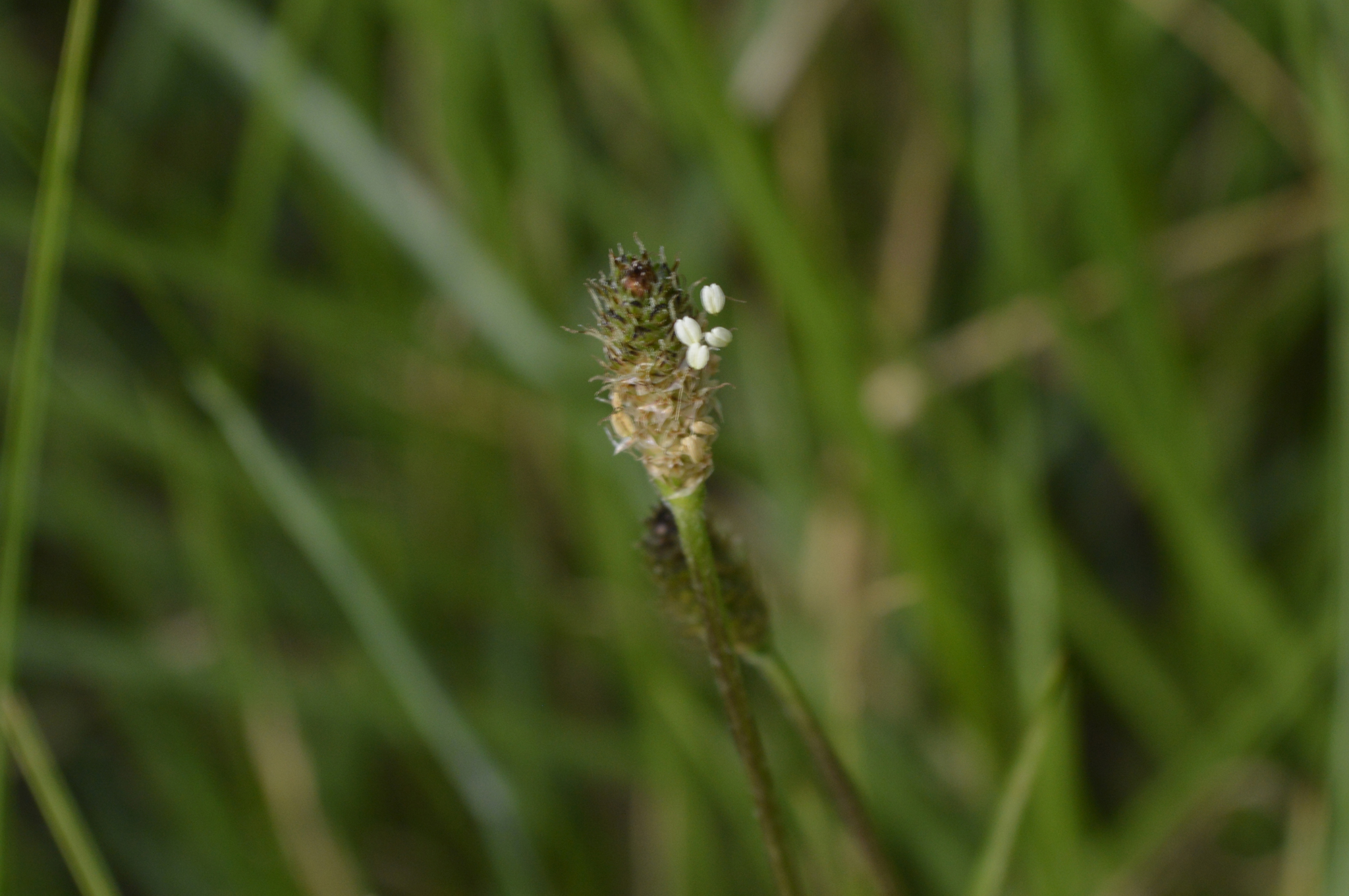 Plantago lanceolata image