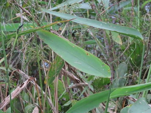 Thalia geniculata