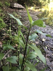 Eupatorium serotinum
