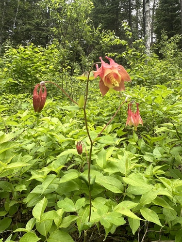 red columbine