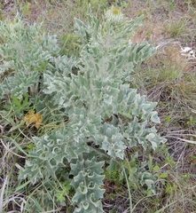 Cirsium undulatum