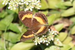 Junonia elgiva
