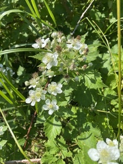 (c) Наталья Пикалова, some rights reserved (CC BY) Rubus canescens, photograph (c) Наталья Пикалова, some rights reserved (CC BY)