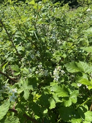 (c) Наталья Пикалова, some rights reserved (CC BY) Rubus canescens, photograph (c) Наталья Пикалова, some rights reserved (CC BY)