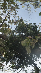 Viscum obscurum