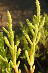 Arthroceras subterminale