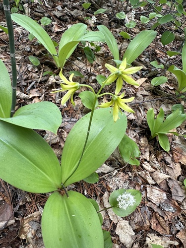 bluebead lily