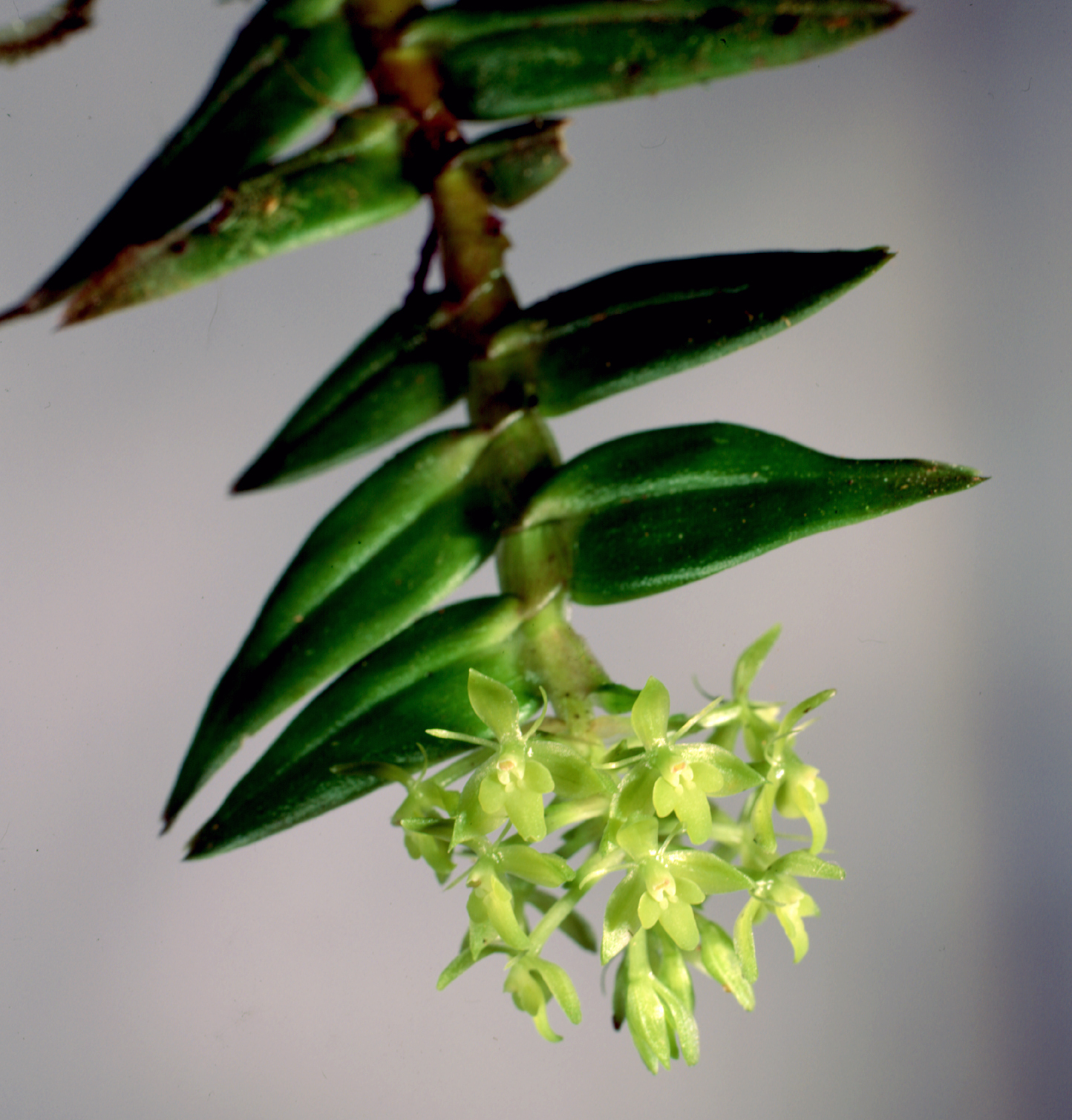 Epidendrum milenae Dodson & R.Vásquez 3