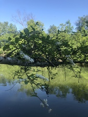 Ligustrum sinense