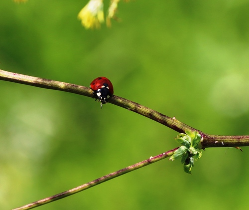 Seven-spotted Lady Beetle