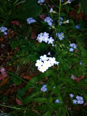 Myosotis sylvatica