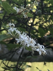 Ligustrum sinense