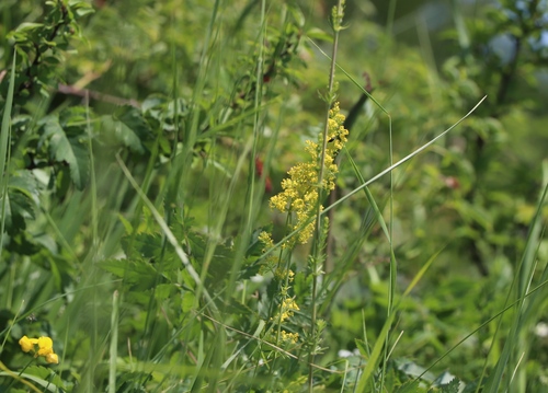 Lady's Bedstraw