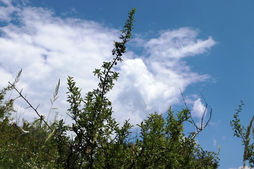 Blackthorn