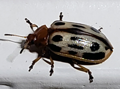 Chrysomela texana