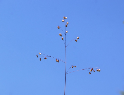 Quaking-grass