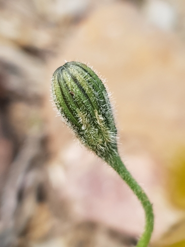 Leontodon tuberosus, photograph 4