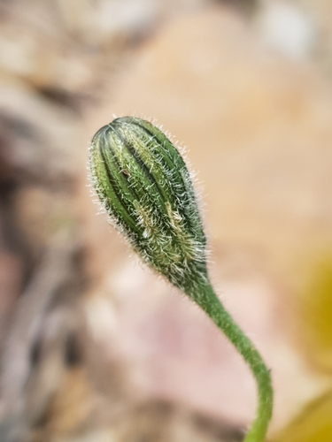 Leontodon tuberosus, photograph 5