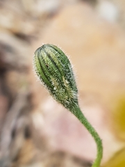 Leontodon tuberosus, photograph (c) Mehdi Chetibi, some rights reserved (CC BY)
