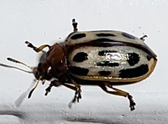 Chrysomela texana