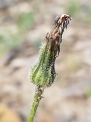 Leontodon tuberosus, photograph (c) Mehdi Chetibi, some rights reserved (CC BY)