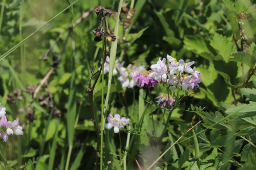 purple crownvetch