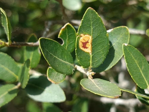 Phytomyza phillyreae