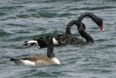 Branta canadensis maxima