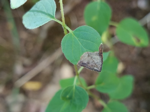 Phytomyza origani