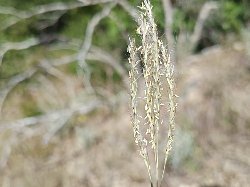 King Ranch bluestem