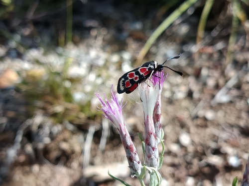 Zygaena occitanica