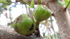 Ficus hispida
