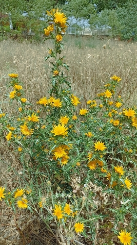common golden thistle