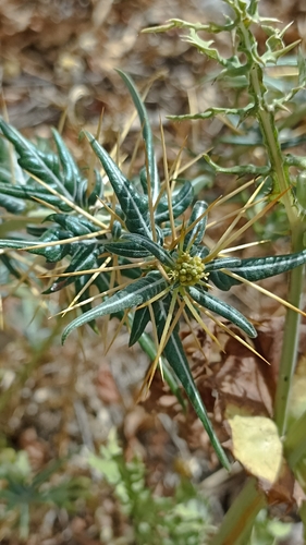 spiny cocklebur