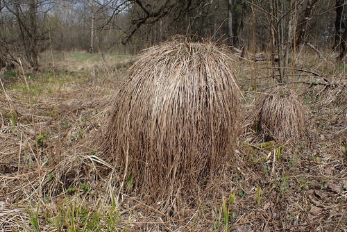 Carex cespitosa iNat (1)