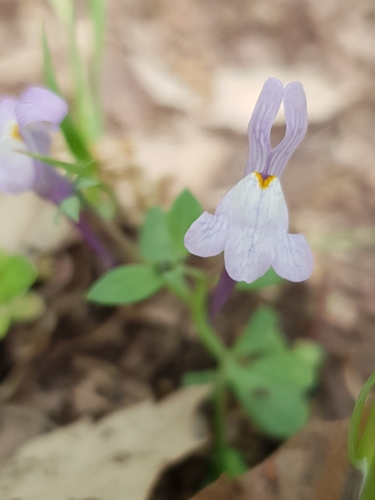 Linaria reflexa, photograph 3