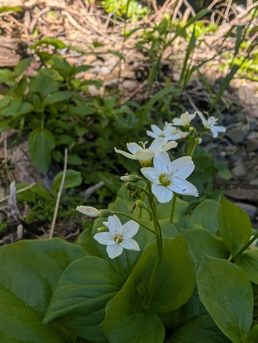 Claytonia cordifolia, photograph 5