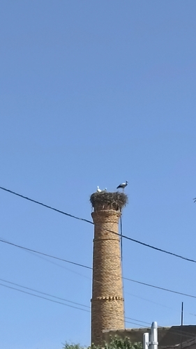 European White Stork