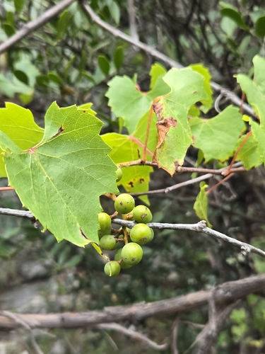 Vitis monticola, photograph 4