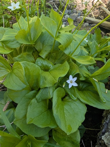 Claytonia cordifolia, photograph 6