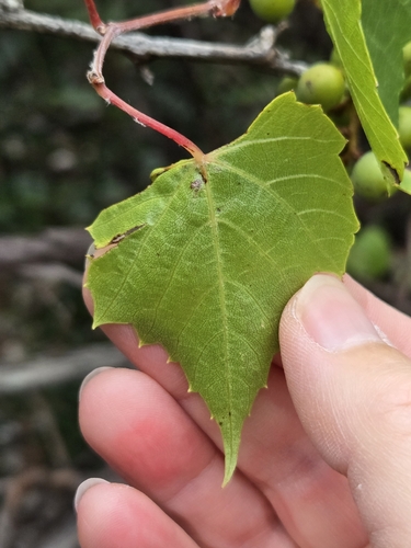 Vitis monticola, photograph 5