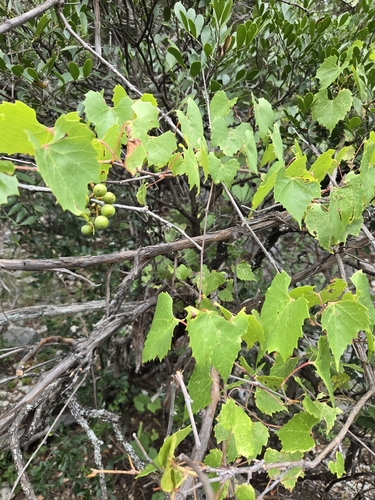Vitis monticola, photograph 6