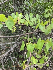 Vitis monticola, photograph (c) Jo Roberts, some rights reserved (CC BY)