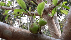 Ficus hispida