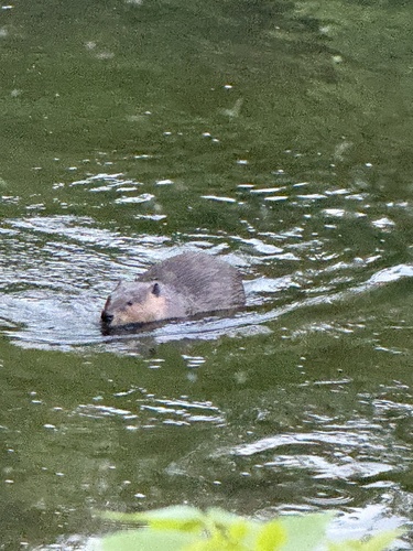 animal observation 2