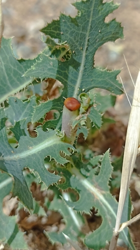prickly lettuce
