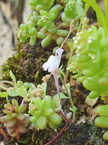 Linaria reflexa, photograph 2